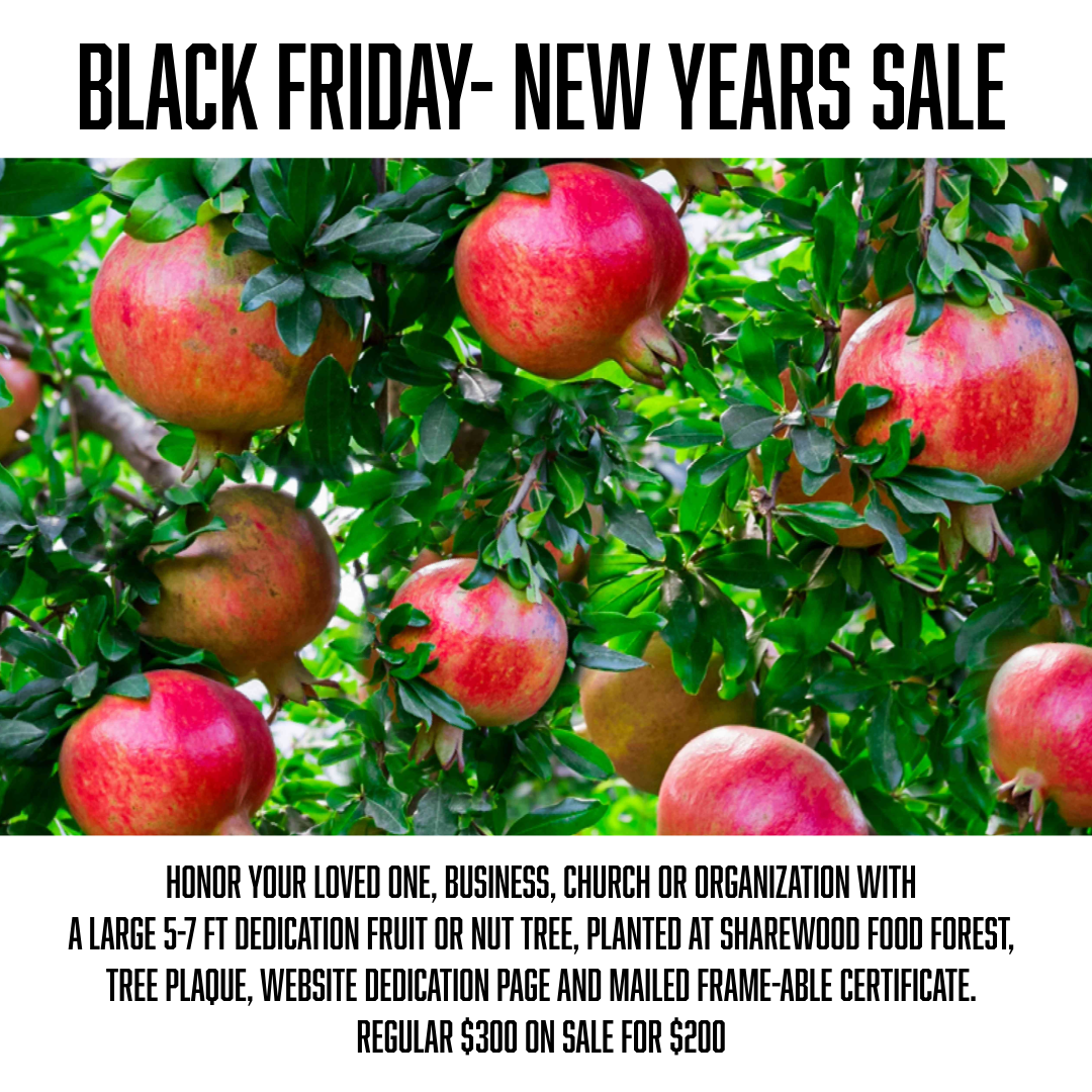 A Dedication Fruit or Nut Tree